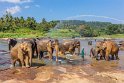 064 Pinnawala olifantenweeshuis